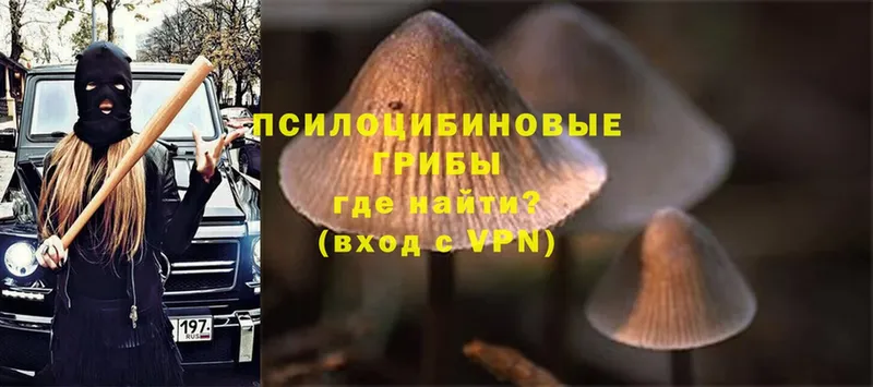 Псилоцибиновые грибы Psilocybe Яровое